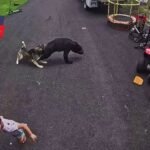 Watch: Heroic husky saves child from charging bear