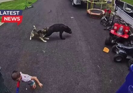 Watch: Heroic husky saves child from charging bear