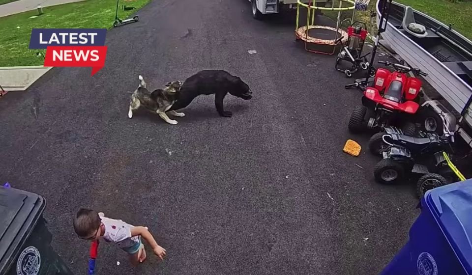 Watch: Heroic husky saves child from charging bear